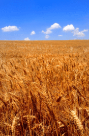 Field of Wheat